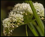 Oenanthe Pimpinelloides